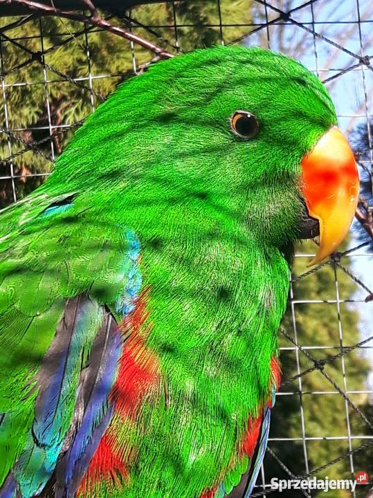 LORA WIELKA Samiec kujawsko-pomorskie Radziejów