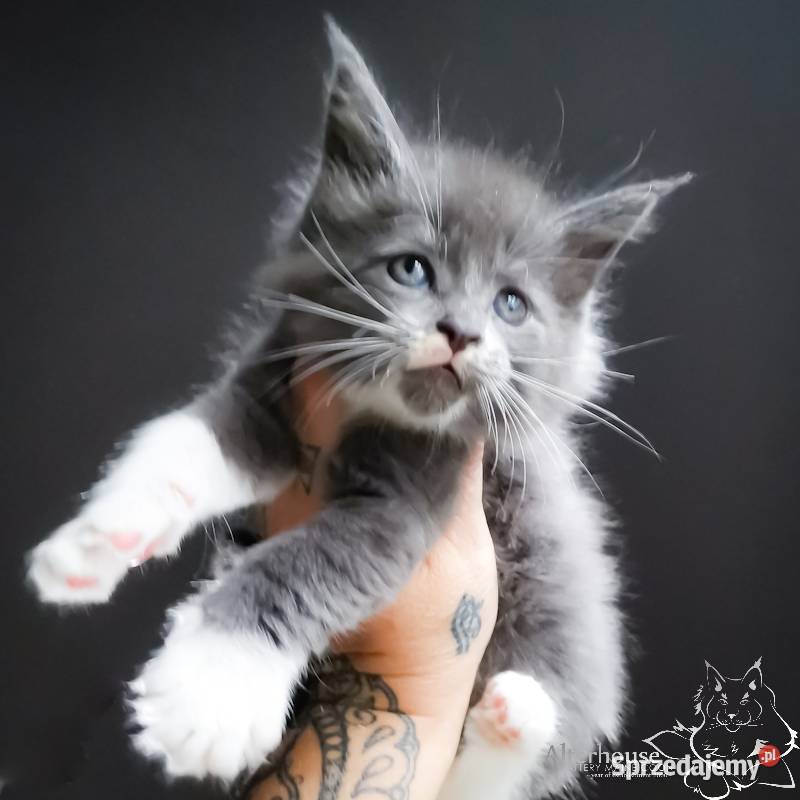 Niebieski kocurek Maine Coon FPL FIFe WCC Maine Coon