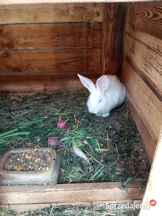 Termondzkie samce i samice Krasnystaw sprzedam