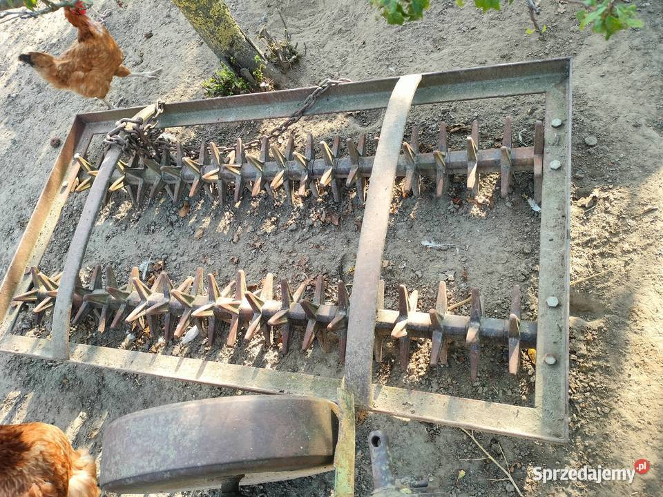 kolczatka Chełmża sprzedam