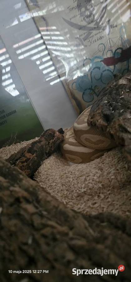 Pyton królewski phyton regius samiec Kraków