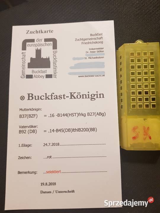 RĘKI Matki pszczele BUCKFAST Czerwiące Unas Warszawa