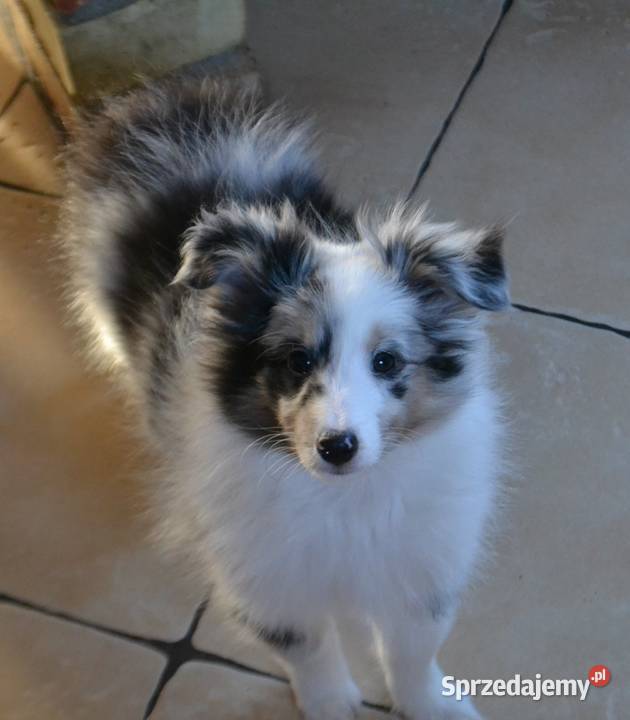 Owczarek Szetlandzki szkoleniowca Białystok