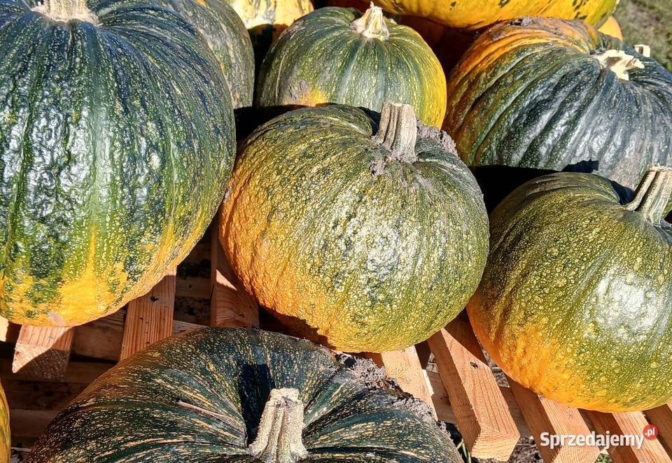 Dynie Kabocha sprzedam
