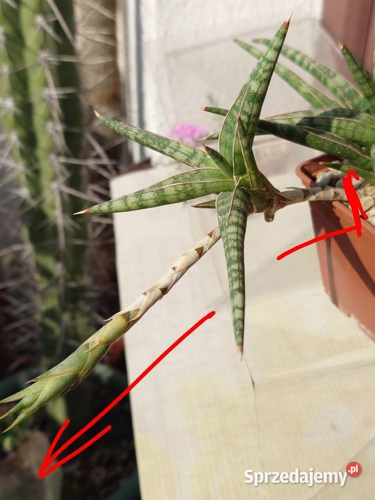 Sansevieria ballyi odrost z rozłogiem karłowata Warszawa