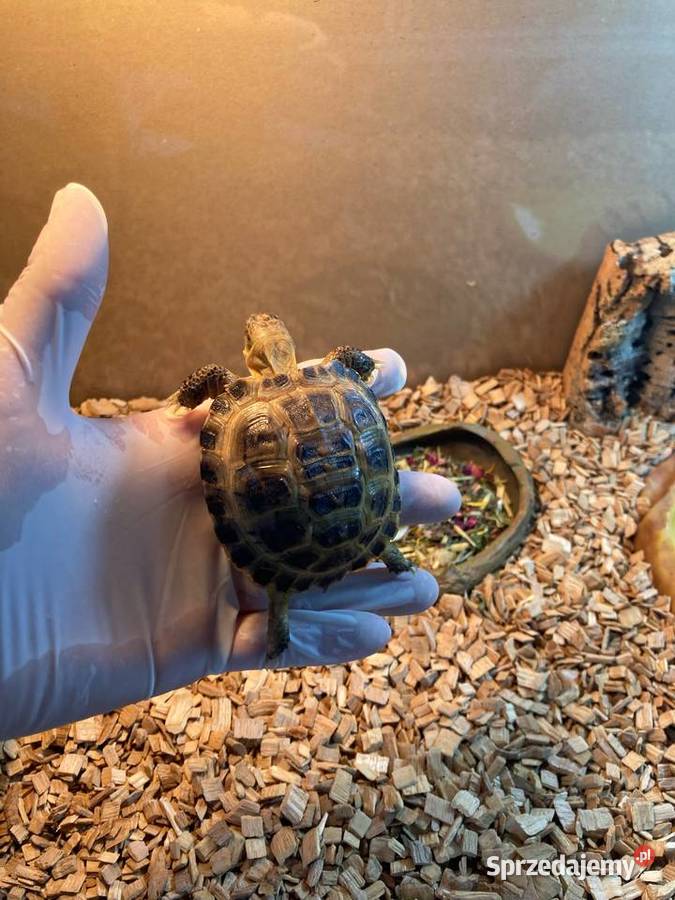 Żółw stepowy terrarium akcesoria Bydgoszcz sprzedam