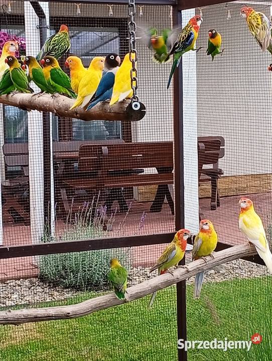 Papugi nierozłączki i rozelle Cierpisz