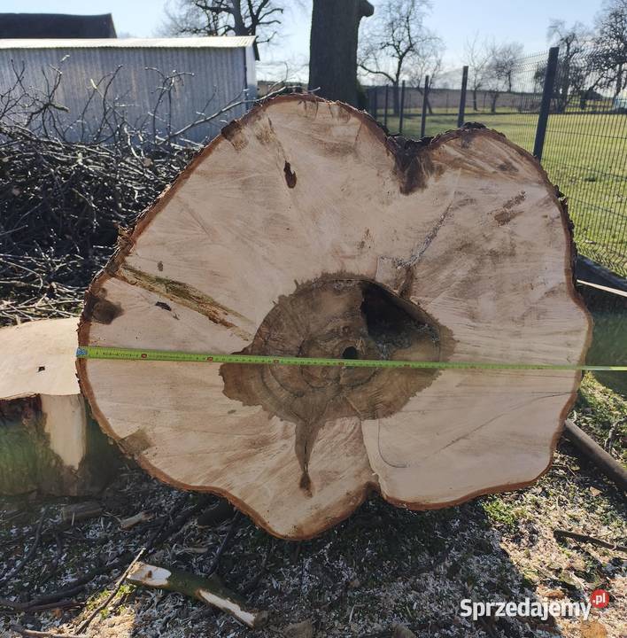 Kłoda kasztanowca kasztan monolit Wielowieś sprzedam