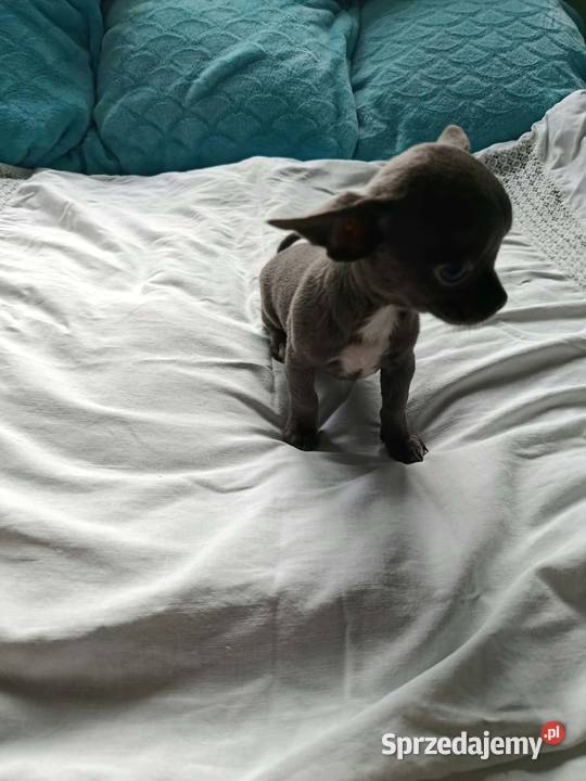 Śliczna szara suczka Chihuahua szuka kochającego Płońsk sprzedam