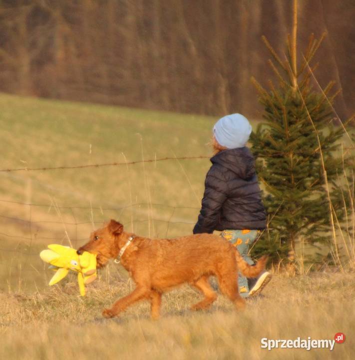 Terier irlandzki pomorskie Klonowo Dolne sprzedam
