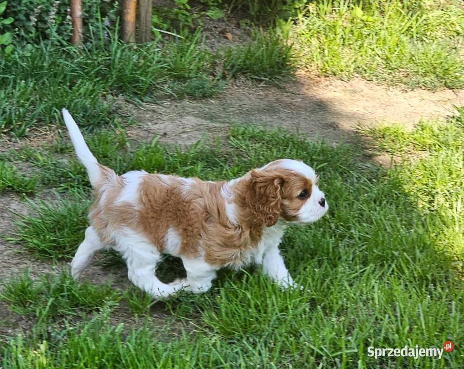 Cavalier king charles spaniel FCI ZKwP