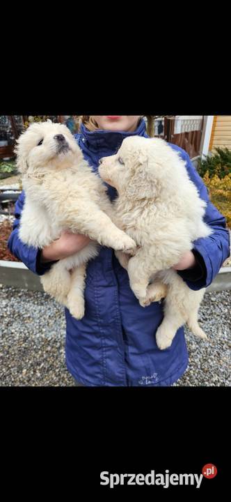 Polski Owczarek Podhalanski  szczeniaki Majdan Królewski