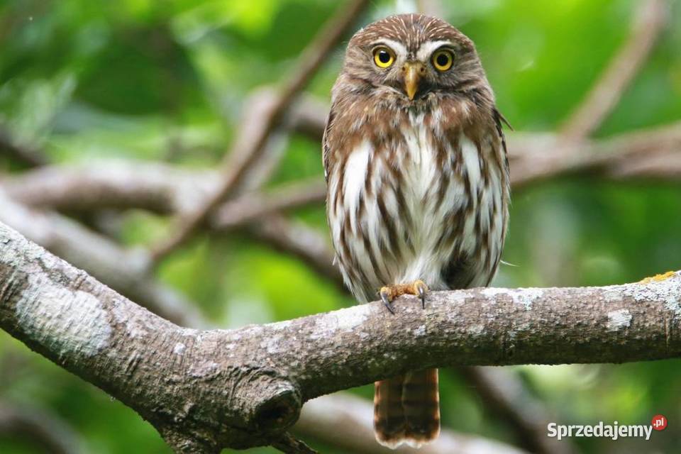 Sóweczka Brazylijska Glaucidium brasilianum śląskie Marklowice Górne