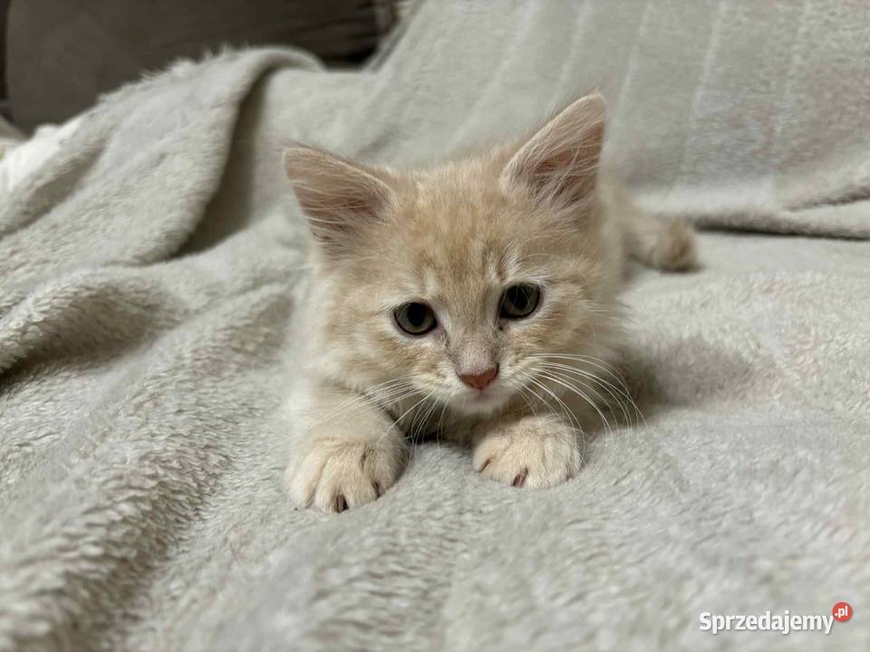 SPRZEDAM KOTA SYBERYJSKIEGO Szastarka