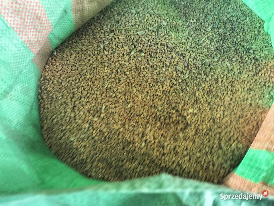 Sprzedam pszenicę tegoroczną