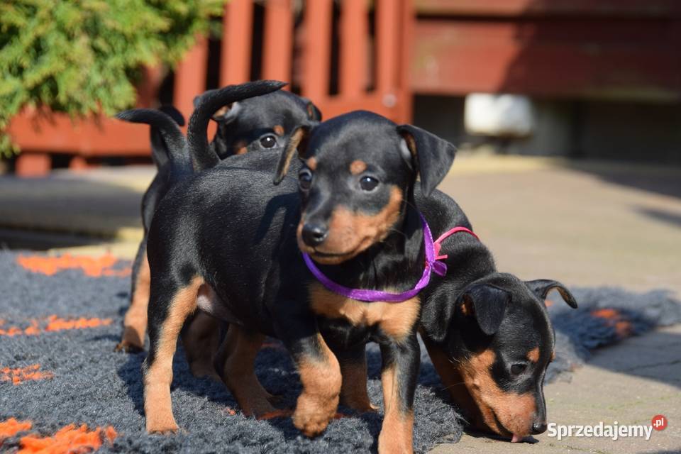 Szczenięta Pinczer Miniaturowy ZKWP fci mazowieckie sprzedam