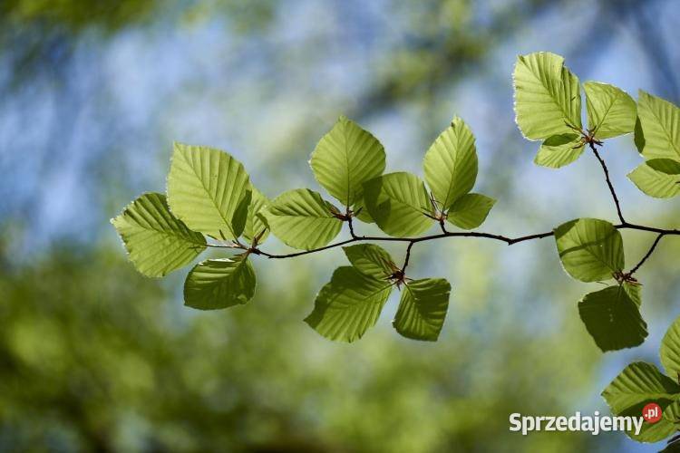 Tujeświerki sosny Liściaste sprzedam