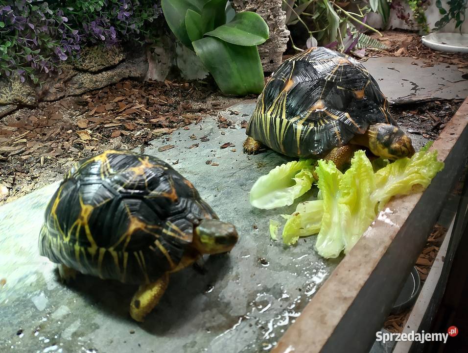 3 poziome terrarium z 2 żółwiami Promienistymi i Białystok sprzedam