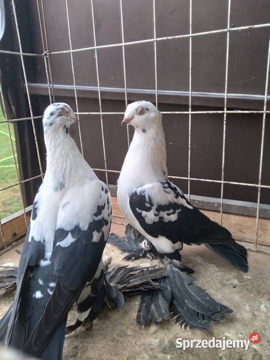 Widyn polski czarny Mińsk Mazowiecki