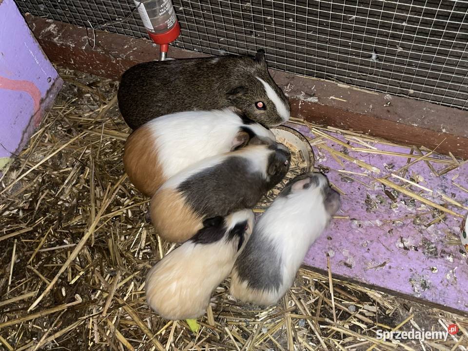 Świnki morskie sprzedam Dobra Nadzieja