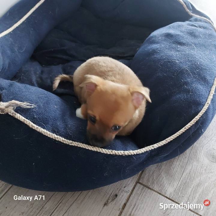 Szczeniaki chihuahua