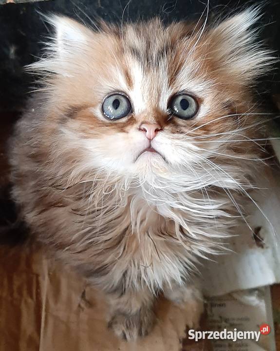 Kocięta perskie Katowice