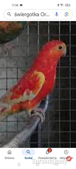 Aleksandretty pupil domowy Złotów sprzedam