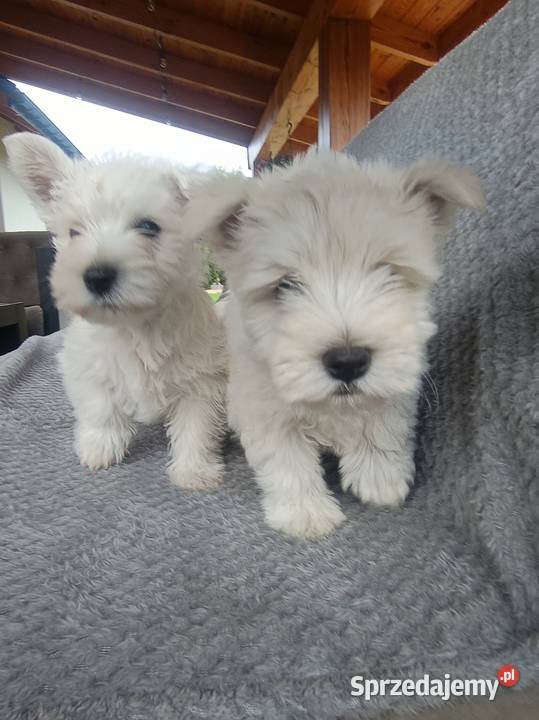 Szczeniaki rasy West Highland White Terrier