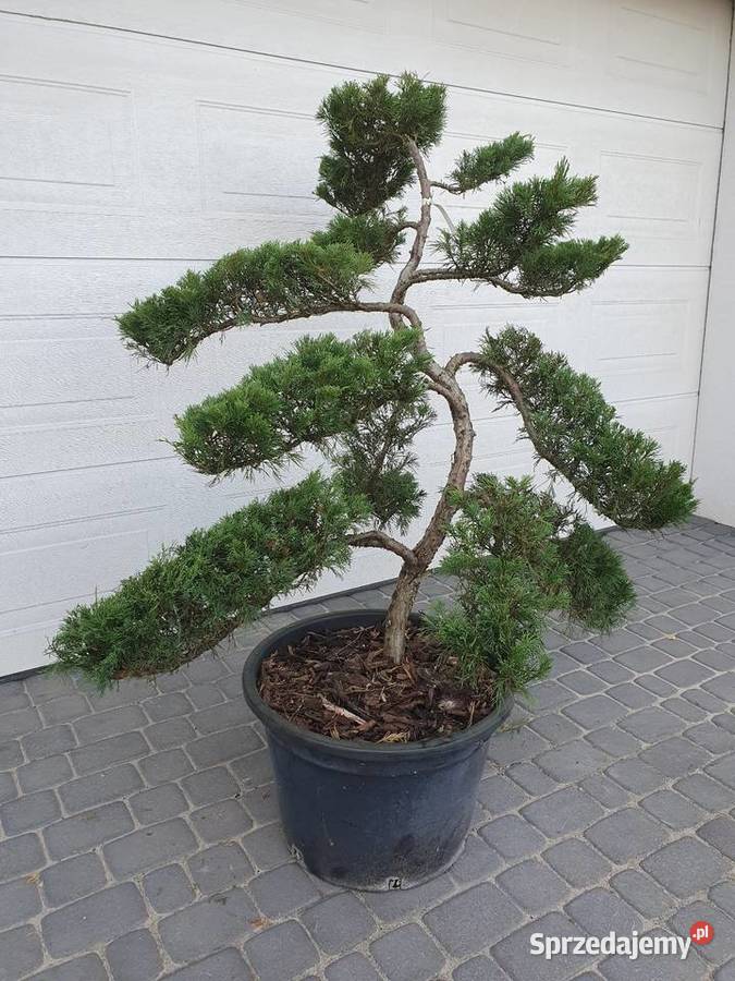 TANIO bonsai jałowiec formowany juniperus