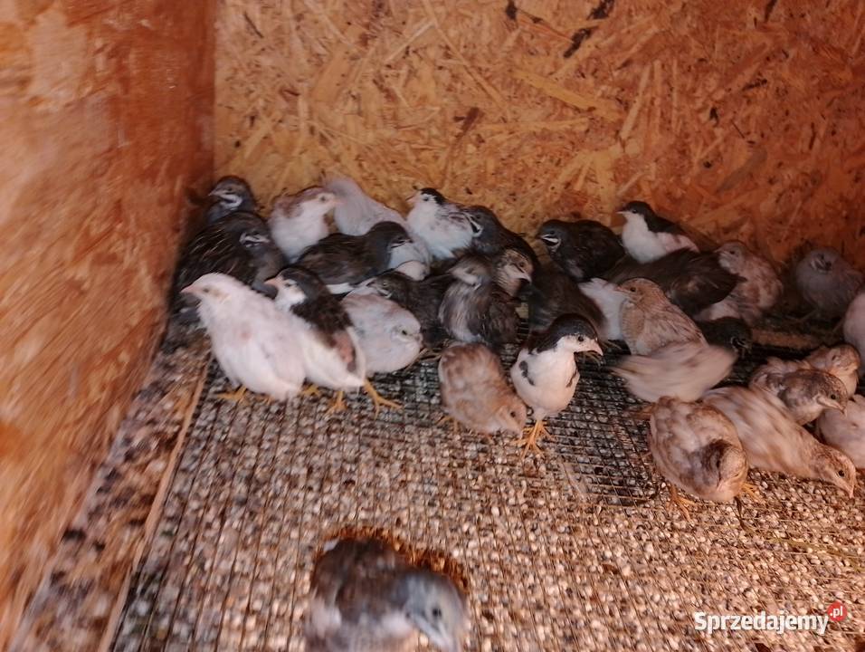Przepiórki chińskie Dubin sprzedam