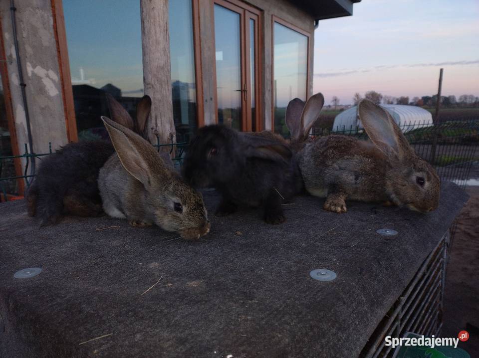 Samce olbrzym belgijski kujawsko-pomorskie