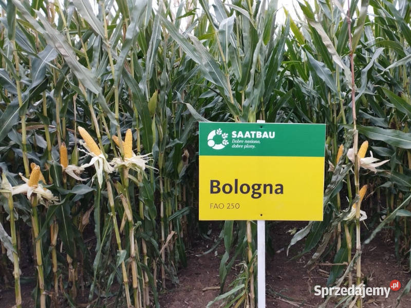 Nasiona kukurydzy Saatbau Bologna na Pleszew