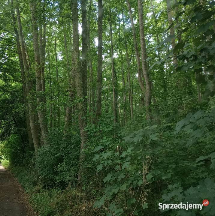 Karta informacyjna przedsięwzięcia usunięcie Wrocław