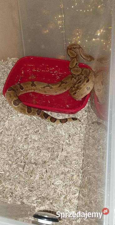 Boa cesarski Jakuszów sprzedam