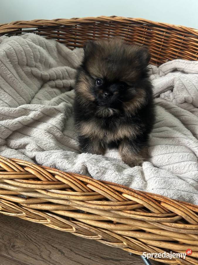 Szpic miniaturowy Boo Częstochowa