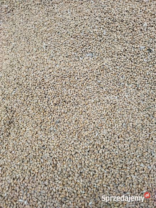 Pszenica tegoroczna na worki 50 podkarpackie Rzeszów