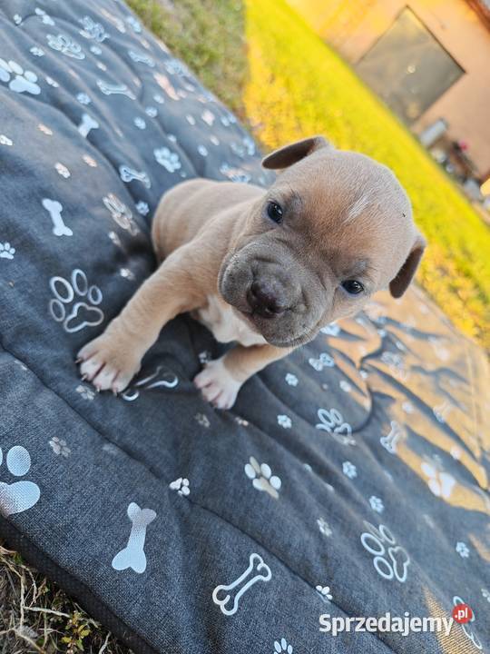 Szczeniak Amstaff Amstaff Chełm