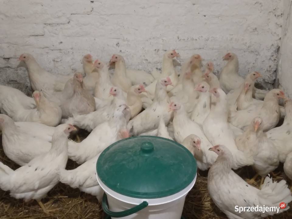 Kury nioski rosa lohman sandy lohman brown Lubań