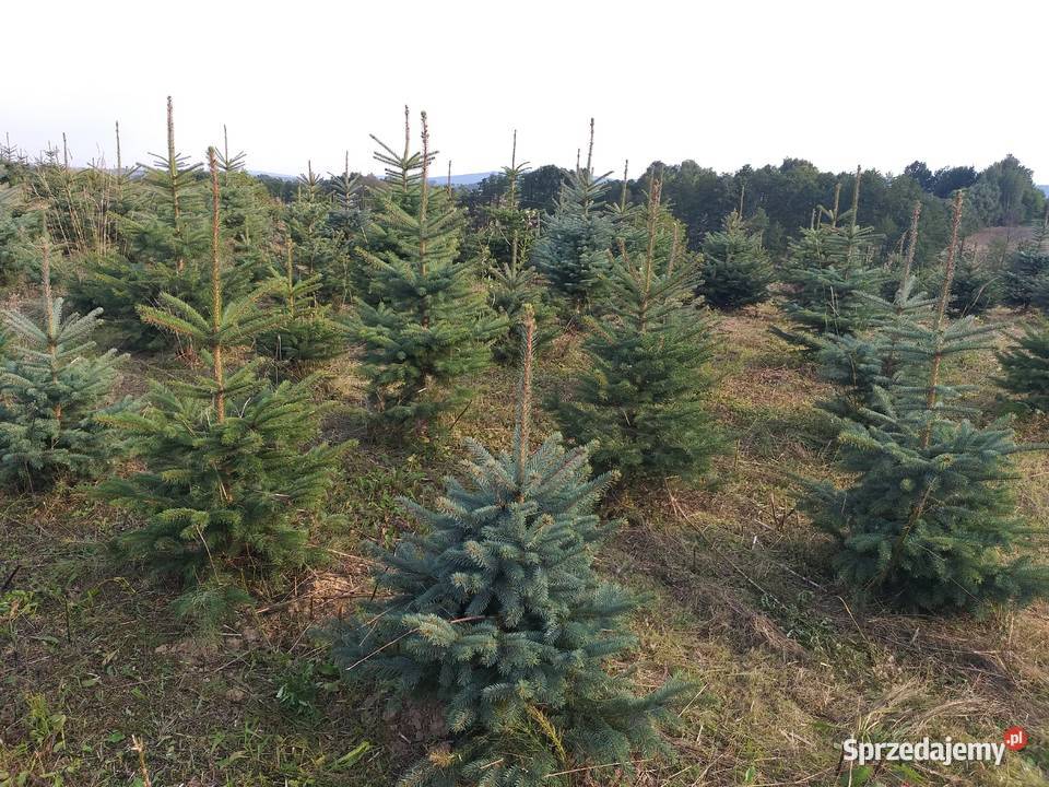 Choinki świerk srebrny Rośliny Śniadka Druga sprzedam