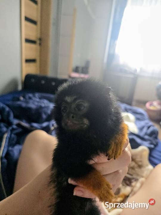 Tamaryna złotoręka