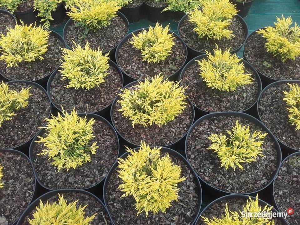 Tuje kuliste berberysy jalowce plozace małopolskie Tarnów