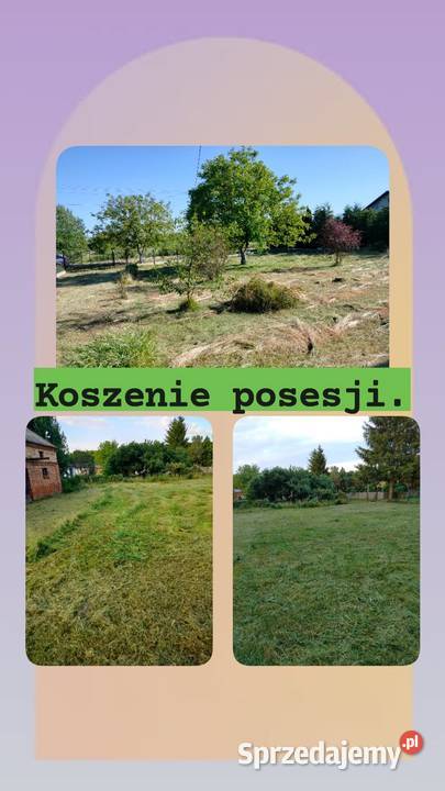 Przycinanie koron świerków i wycinka koszenie lubelskie Hrubieszów