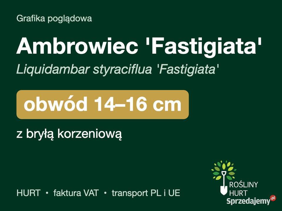 Ambrowiec Fastigiata obwód 1416 z bryłą HURT