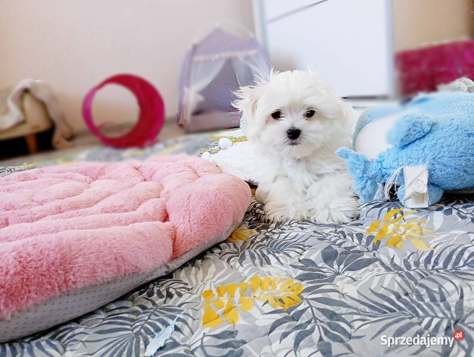 Maltańczyk szczenię BOY