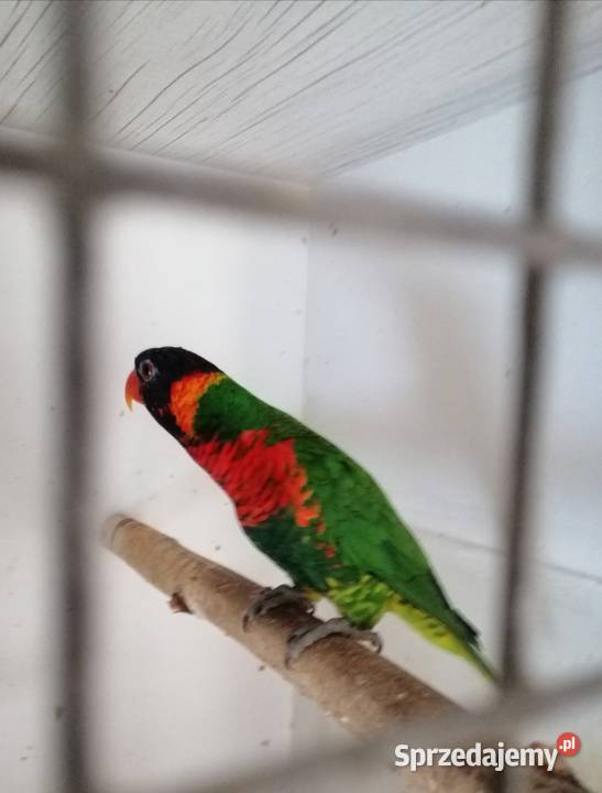 Lorysa górska samica mazowieckie Sulbiny