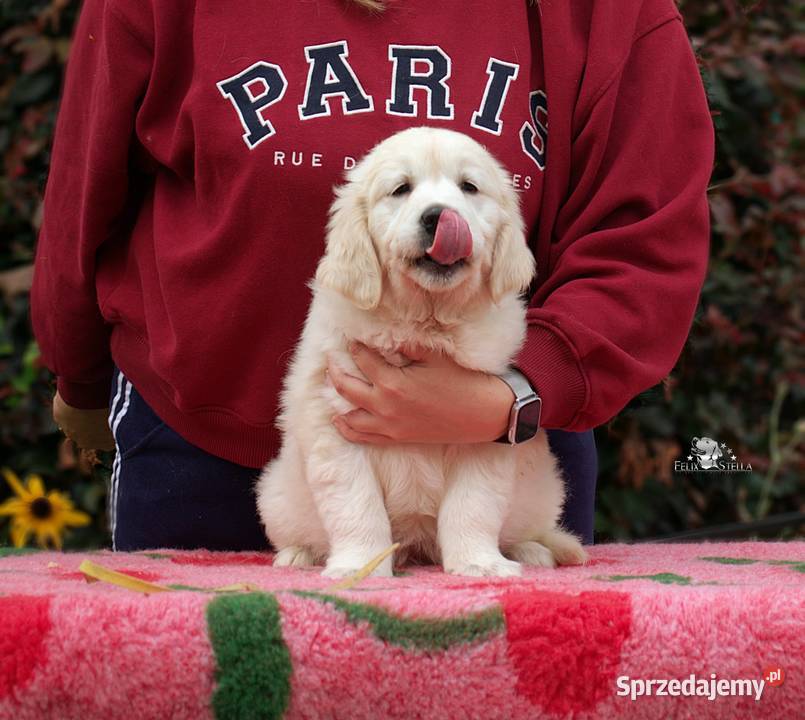 Sprzedam szczenięta golden retriever ZkwPFCI Toruń