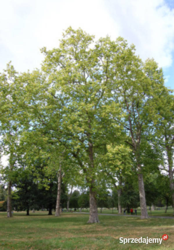 PLATAN KLONIASTY Platanus acerifolia NASIONA Nasiona