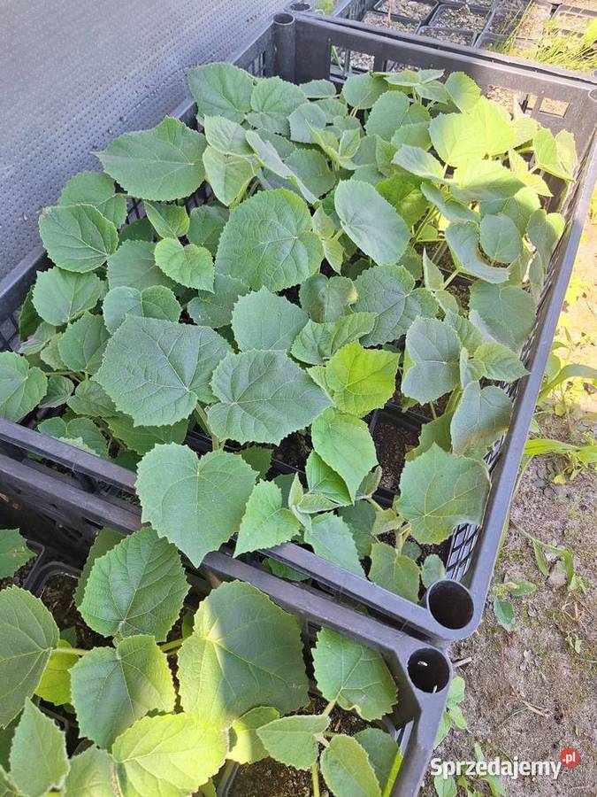 Paulownia Shan Tong w doniczkach p9 I korzeń Dorohucza