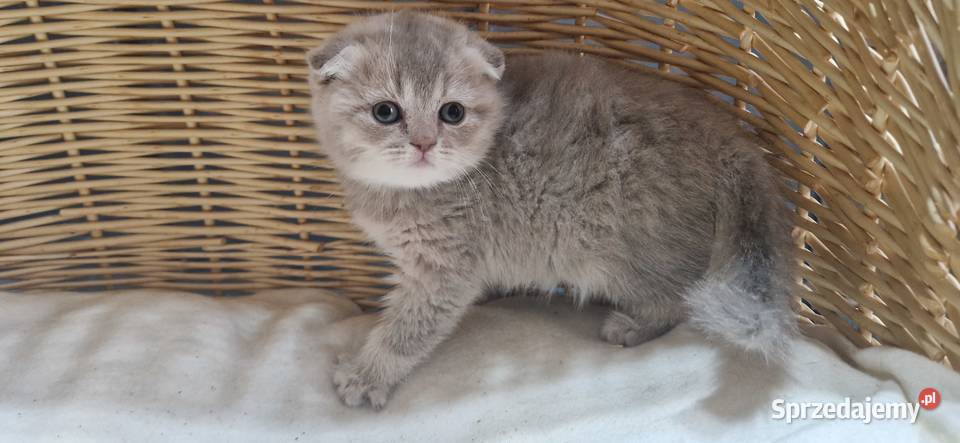 Kotka Szkocka liliowa zwisłoucha