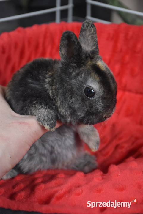 Karzełek rex Miniaturka Mini królik miniaturka Lipno